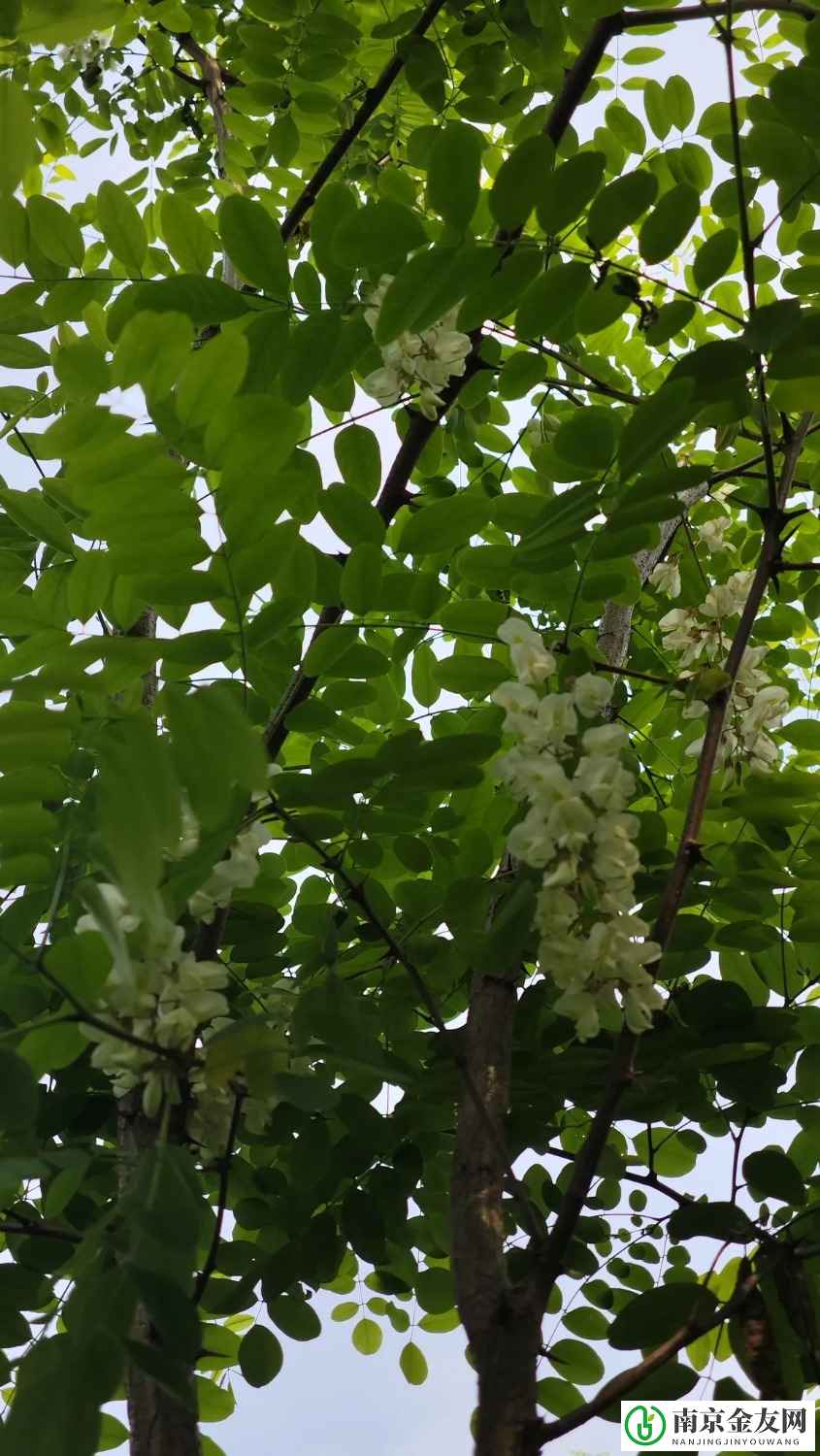 摘点槐花不容易[/哭笑]都被别人摘完了