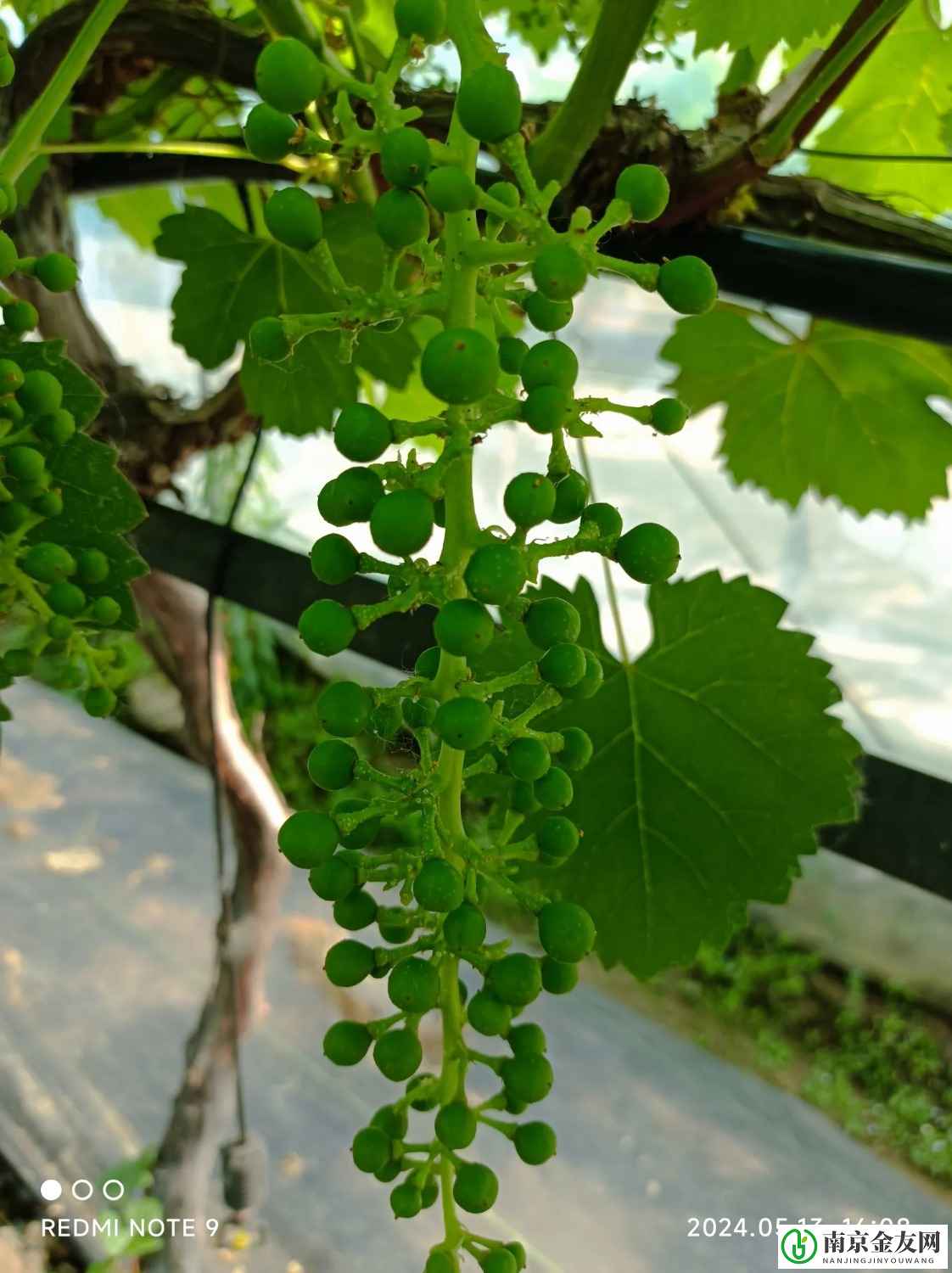三种不同形状的葡萄
